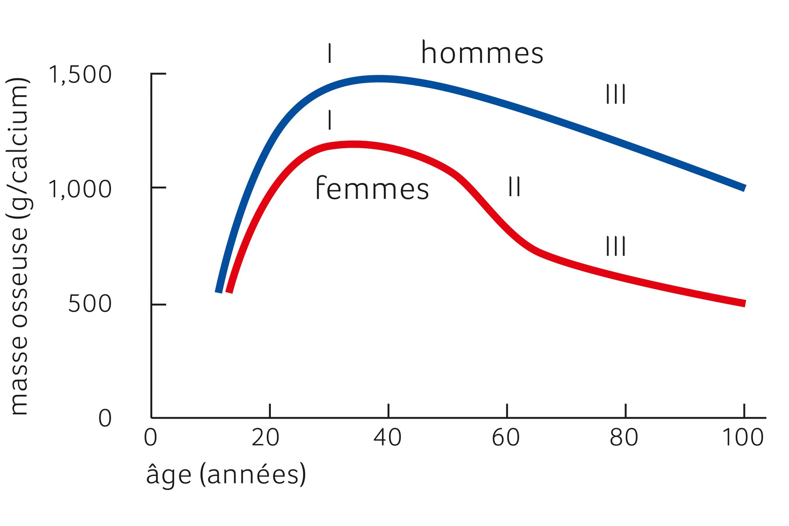 Les trois phases de l'évolution de la masse osseuse au cours de la croissance et du vieillissment (Légèrment modifé d'après Riggs 1991. B. Lawrence Riggs, Overview of Osteoporosis; West J Med, 1991.)