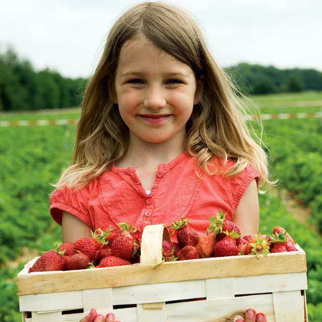 Plus près, plus frais: fraises suisses en vente directe.