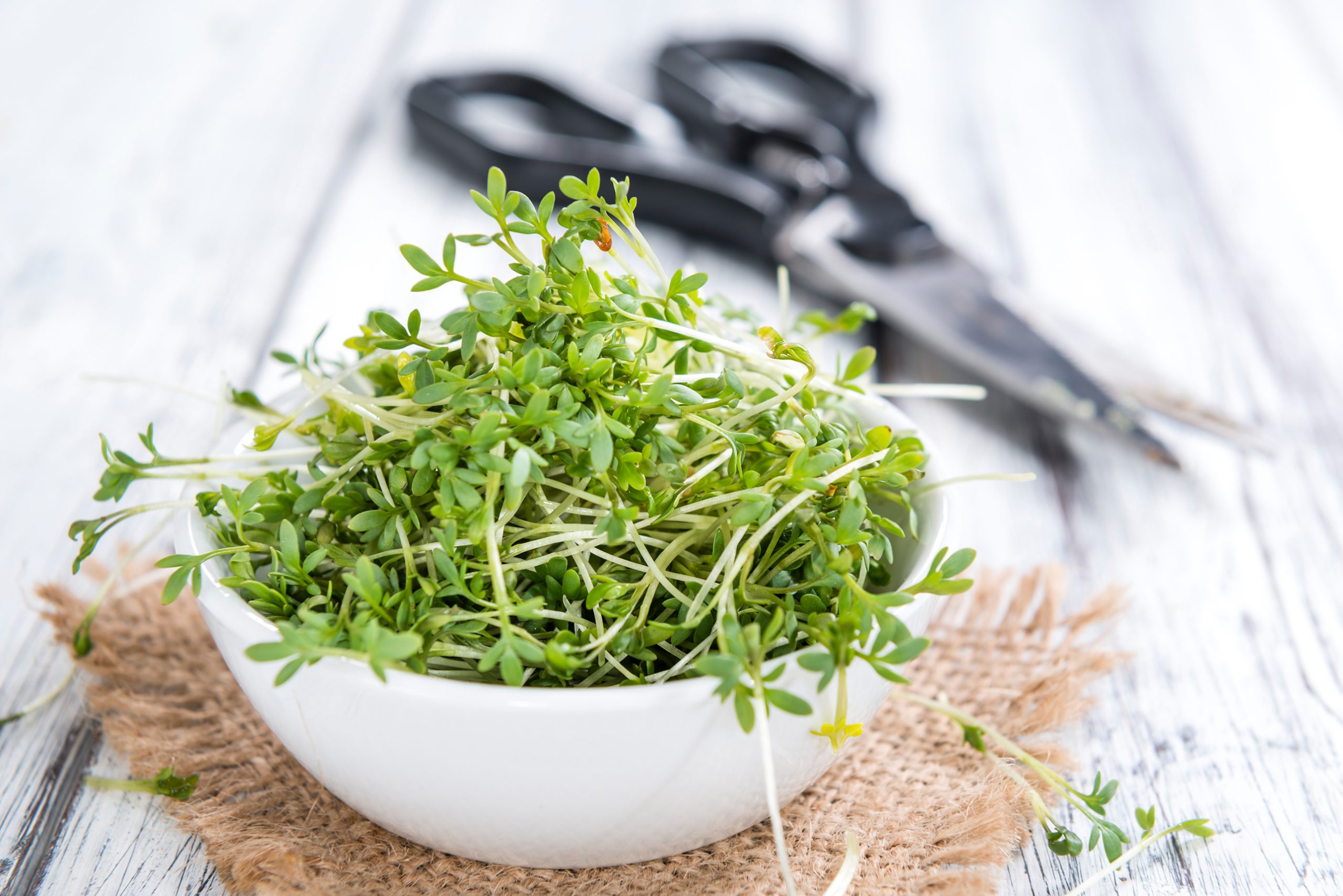 Unterschied Garten- und Brunnenkresse?