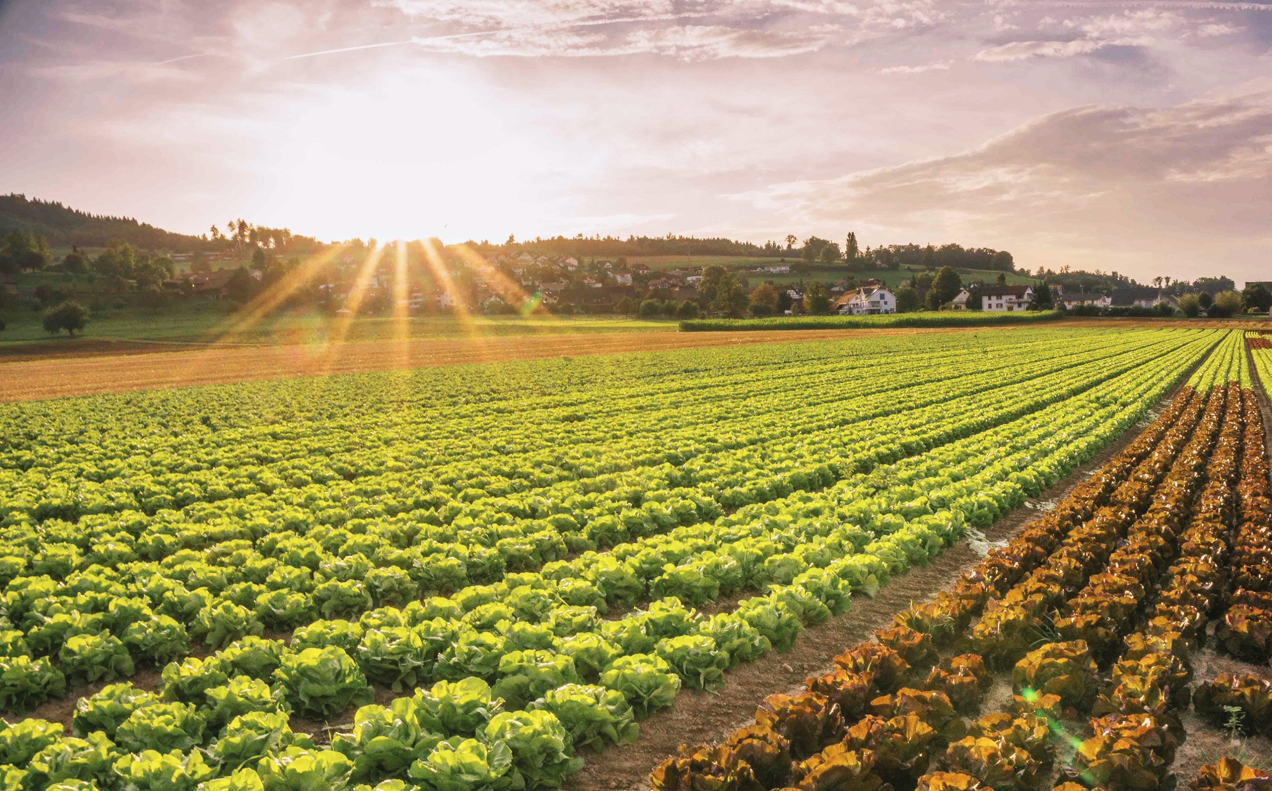 Nur ein kleiner Teil der Landwirtschaftsfläche eignet für den Anbau von Gemüse, Obst und weiteren Kulturpflanzen.