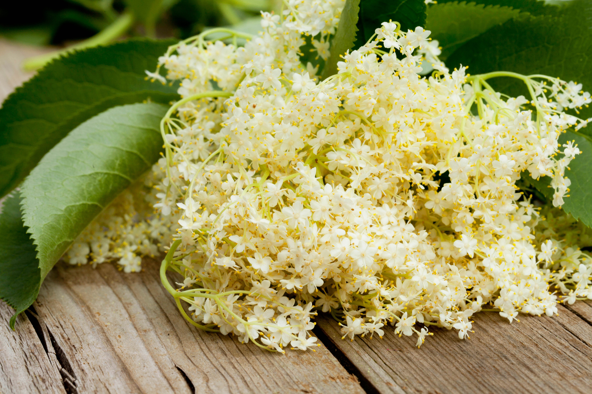 Comment congeler des fleurs de sureau?