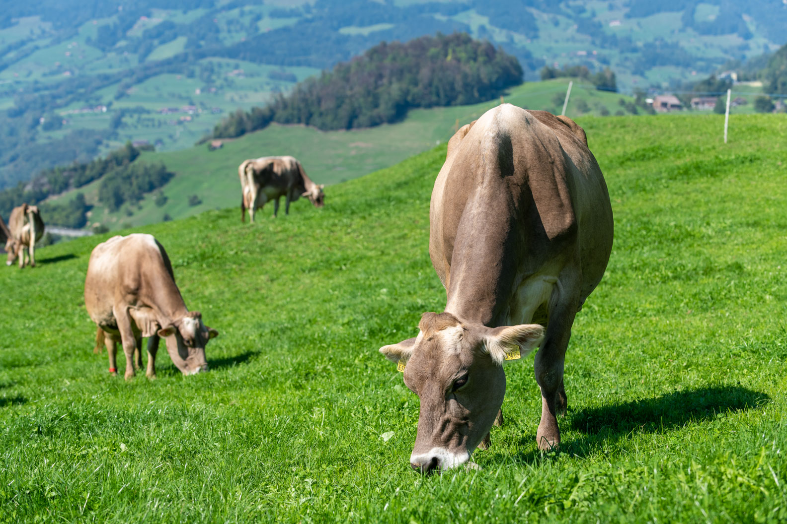 "Milch": In der Schweiz darf nur Kuhmilch so heissen.