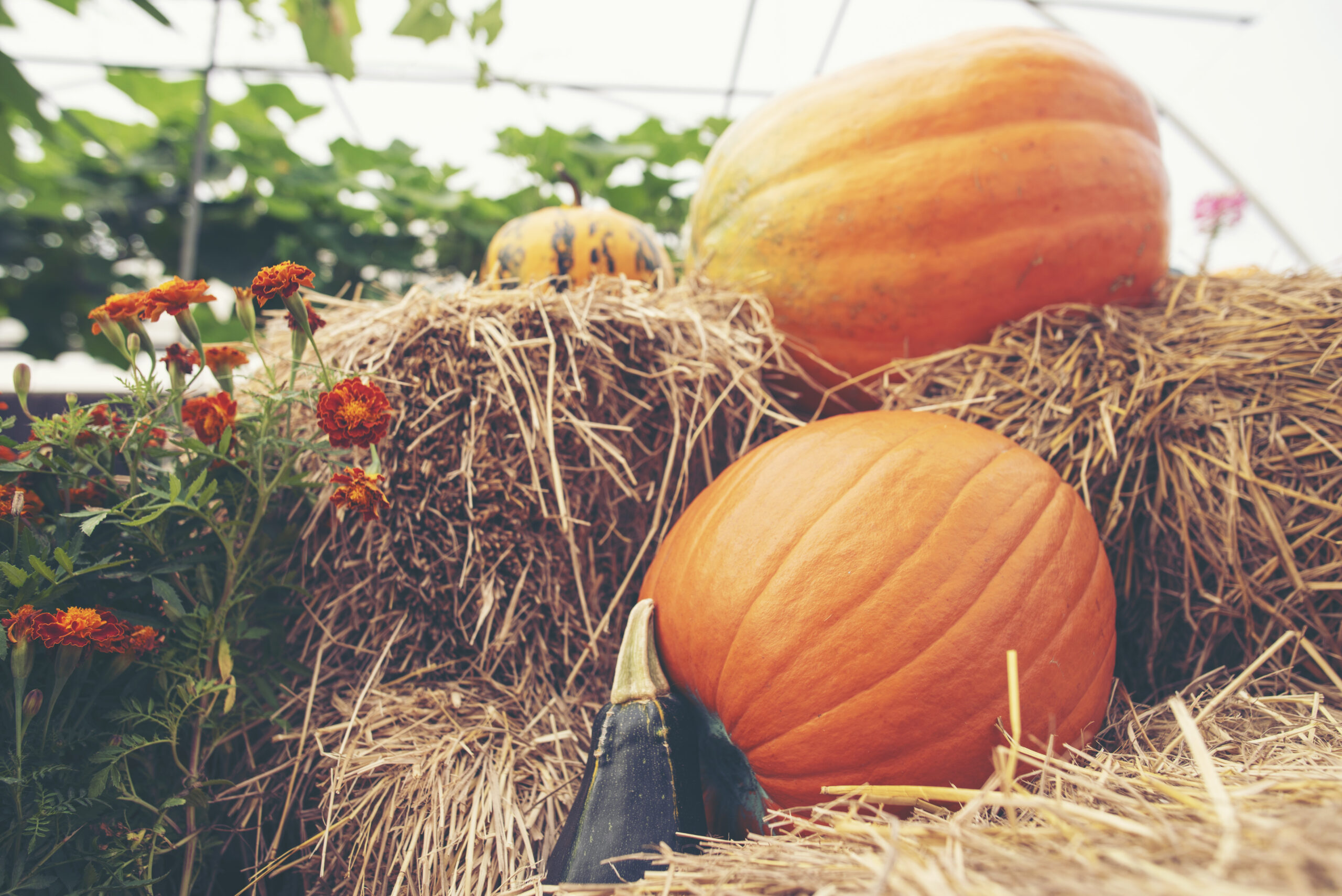 Pour éviter que les courges ne pourrissent, elles doivent être couchées sur de la paille.
