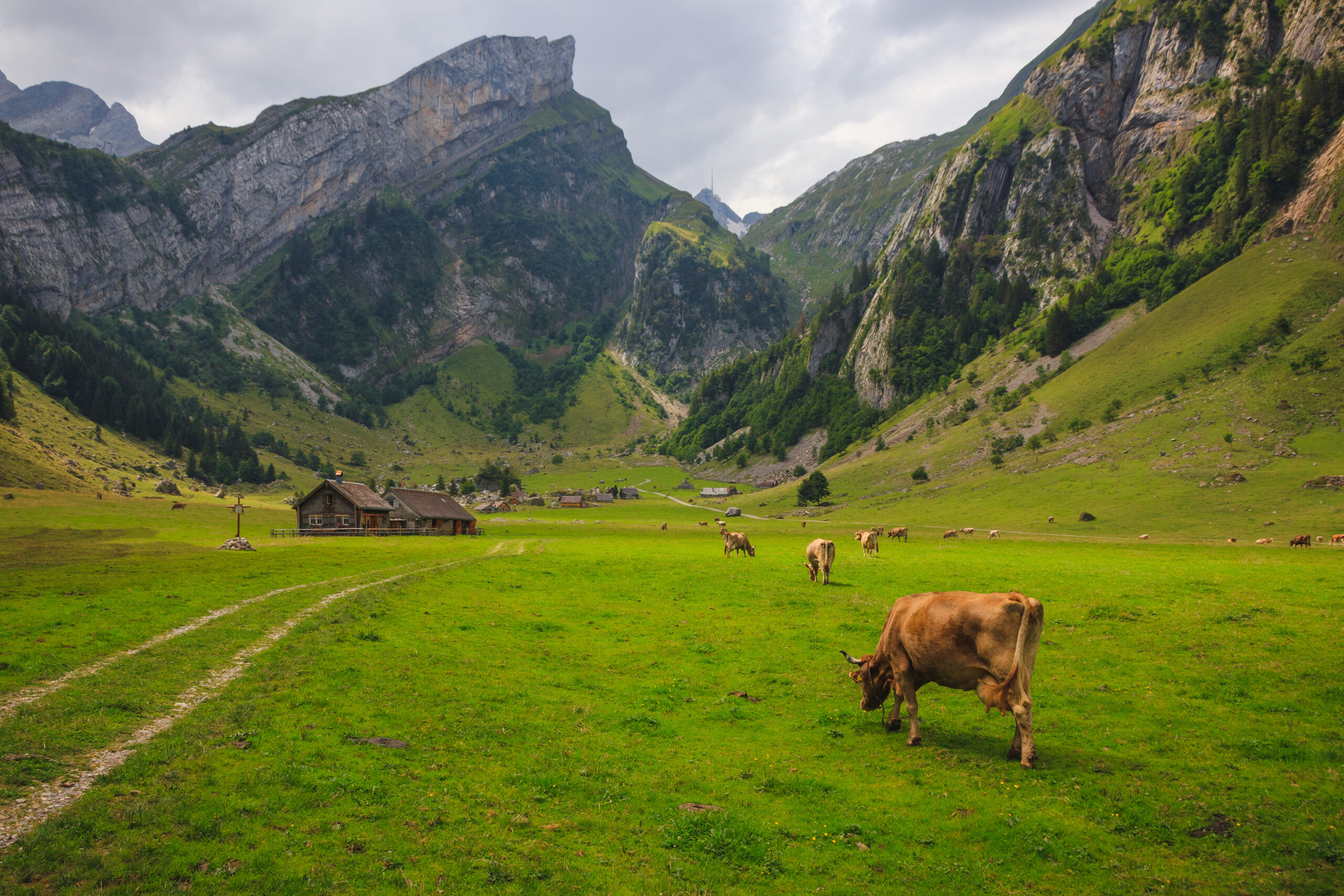Les vaches font partie de nos paysages alpins.