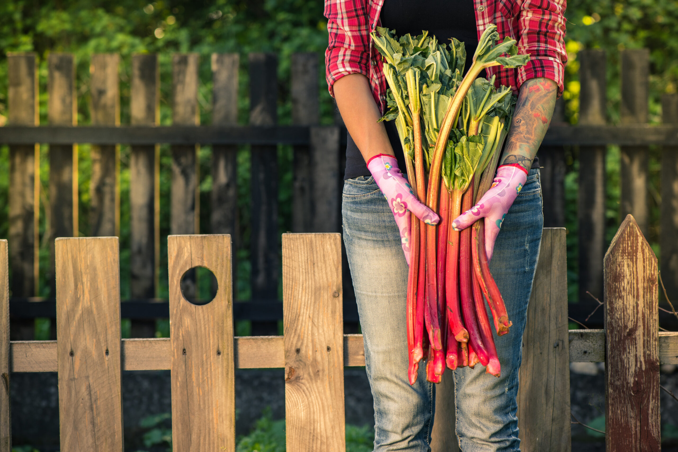 La saison de ce légume précoce est courte.