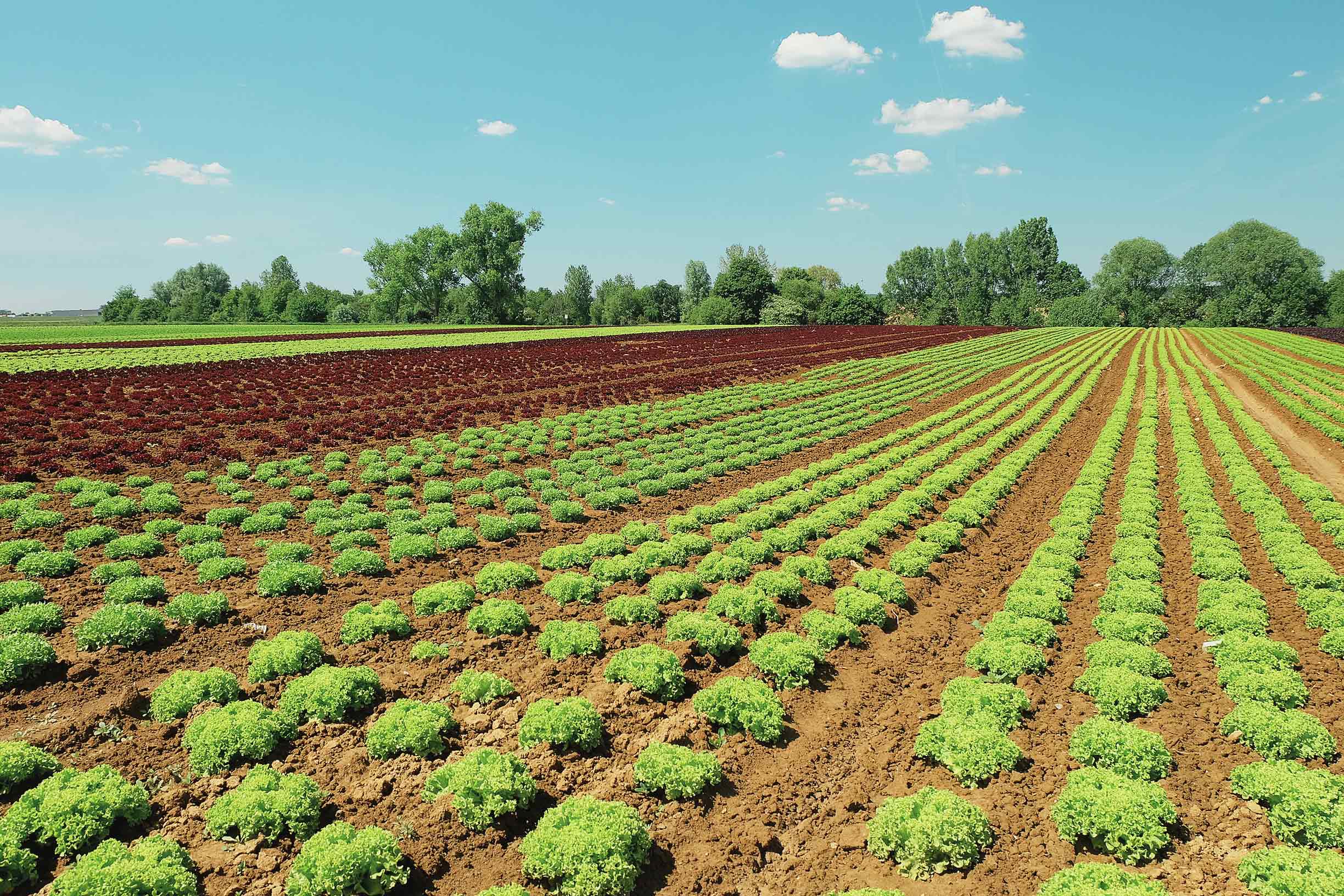 Seule une petite partie de la surface agricole suisse se prête aux cultures maraîchères, fruitières ou d'autres plantes.