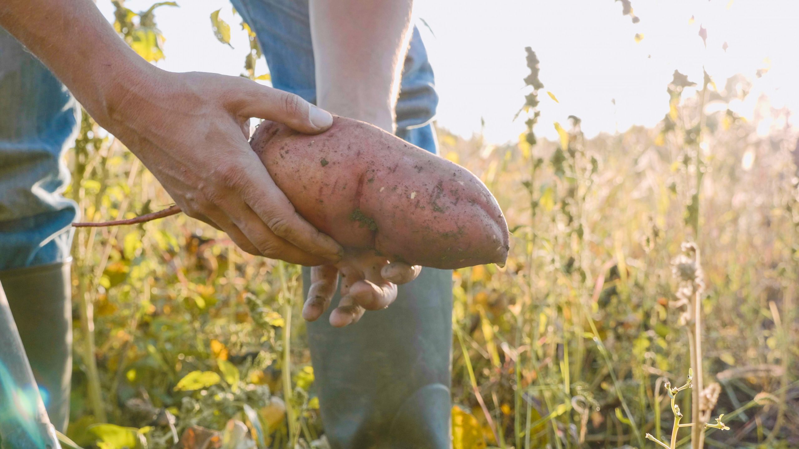 En Suisse, toujours plus de terres sont consacrées à la culture de la patate douce.