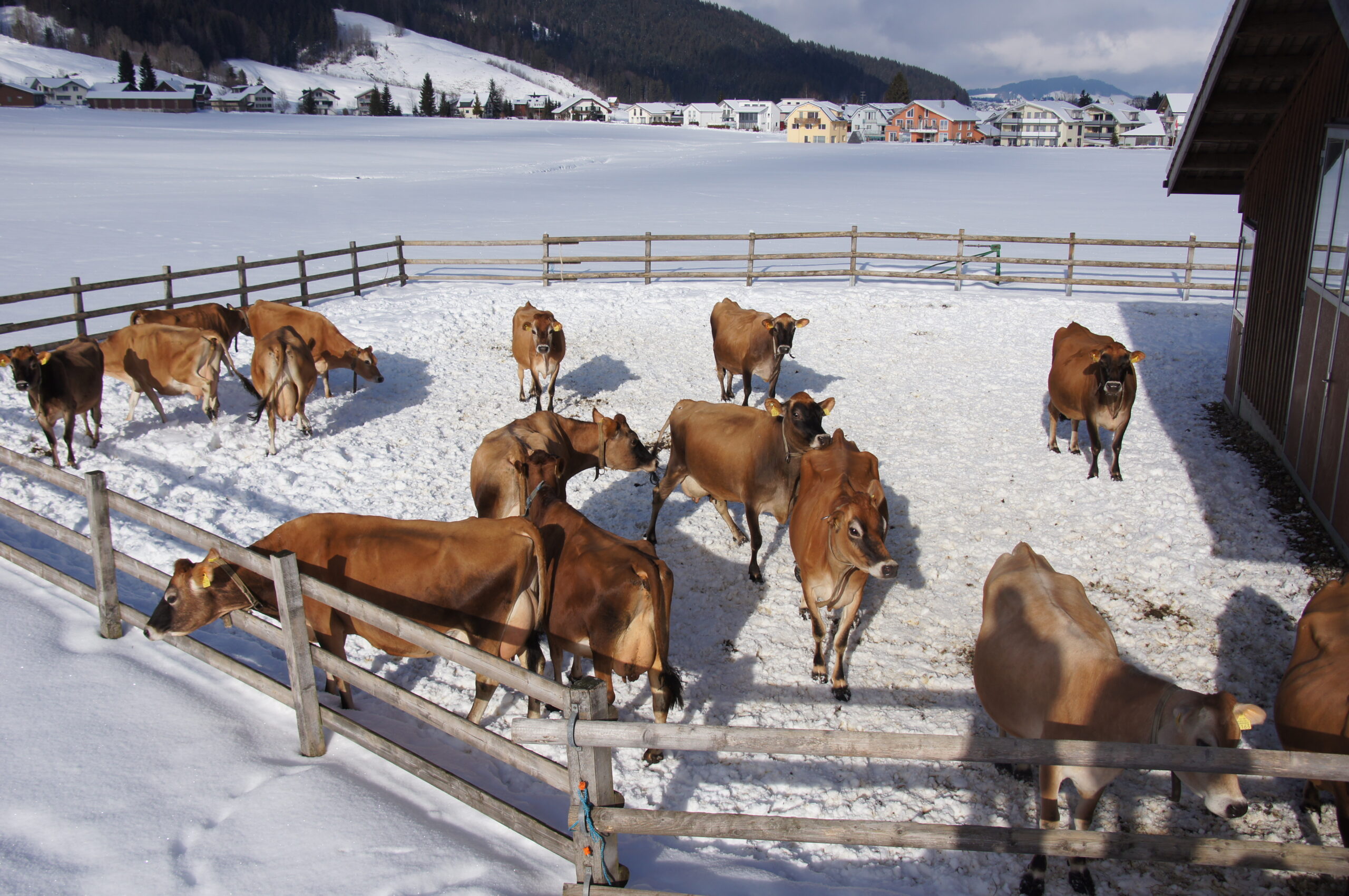 Sortie en hiver: les vaches aiment le froid.