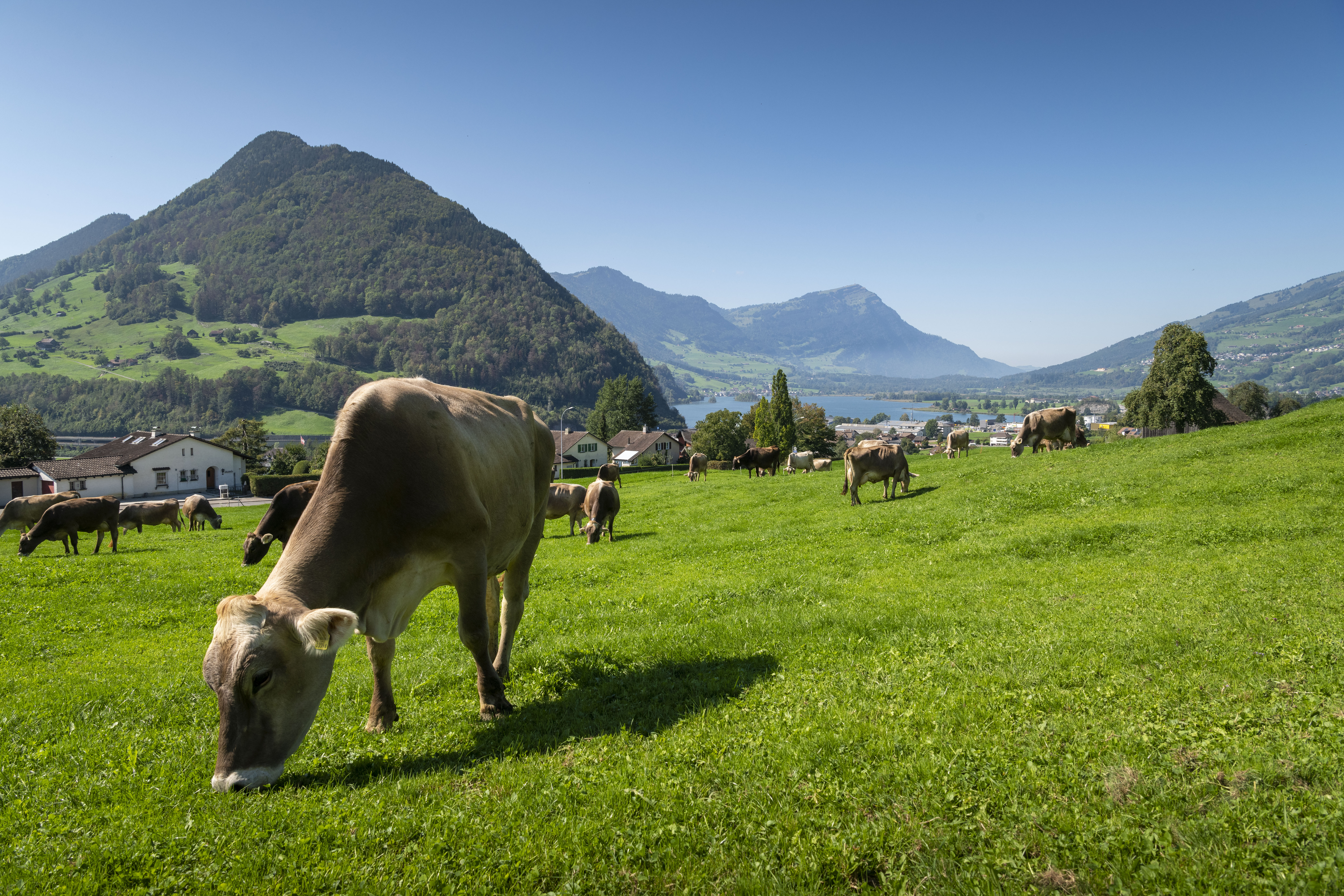 Einblick in Aktivitäten der SMP und den Milchmarkt.