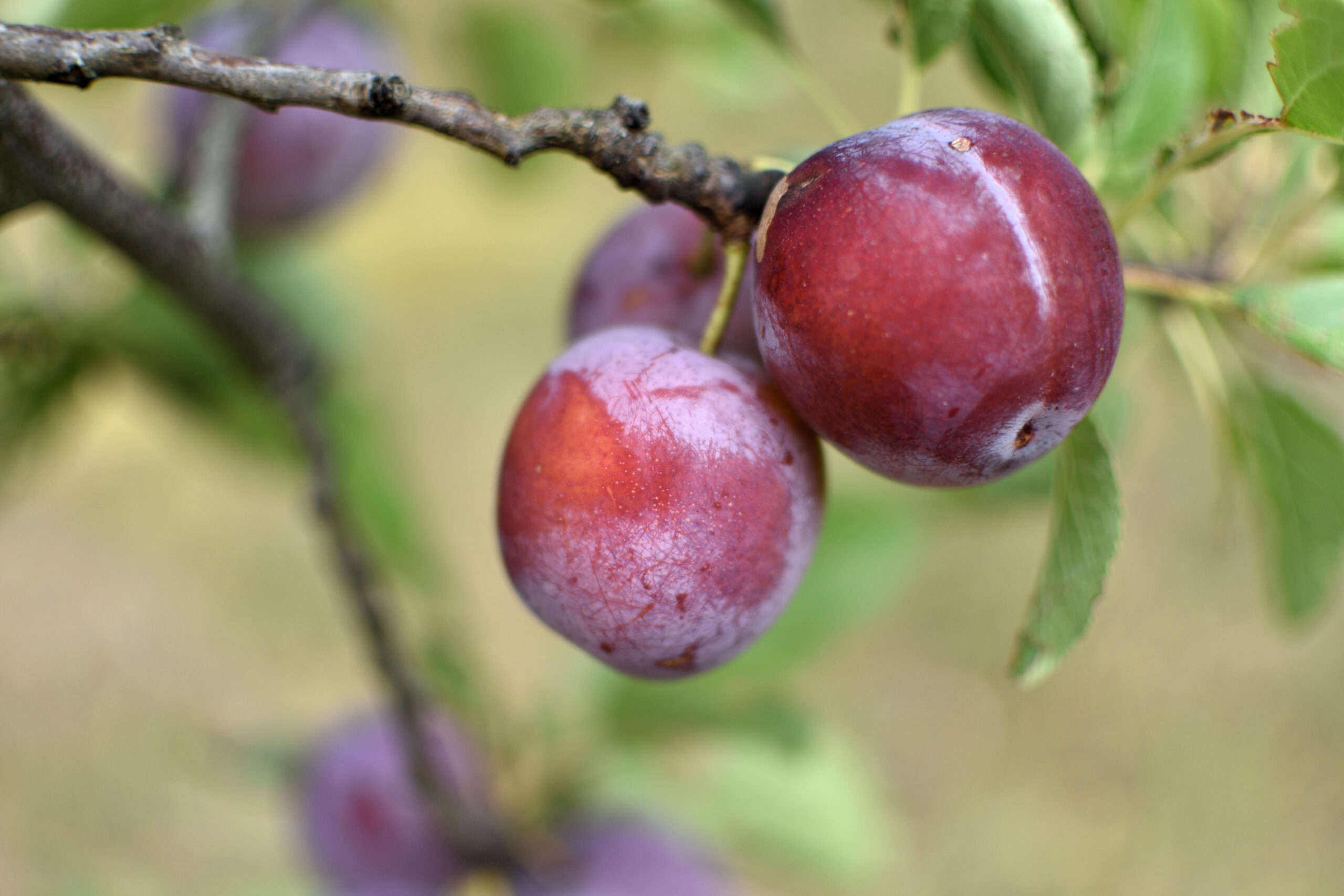 Quelle est la différence entre une prune et un pruneau? Swissmilk Quelle est la différence entre une prune et un pruneau? Swissmilk