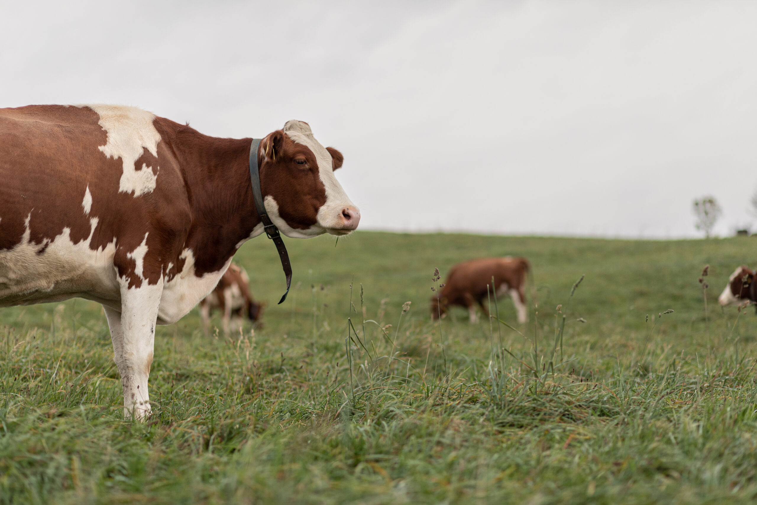 Florence et son mari élèvent des vaches Swiss Fleckvieh. (Photos: Sébastien Gerber)