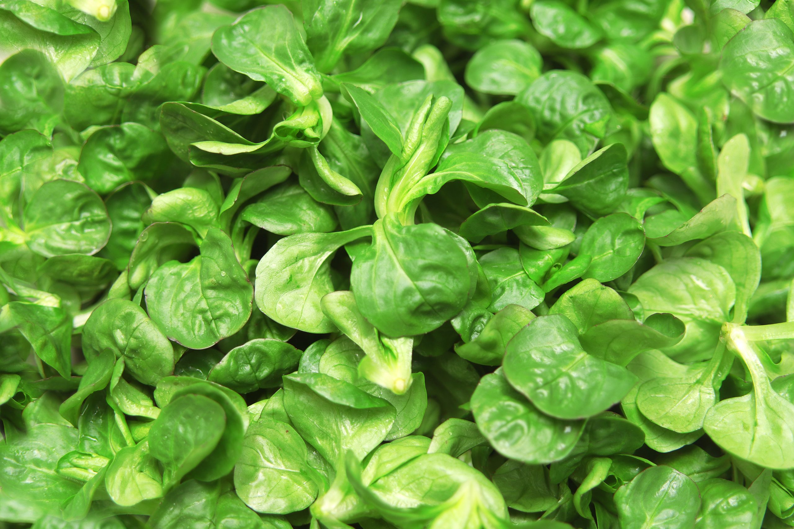 Pak Choi: Jetzt Saison? | Swissmilk | Swissmilk