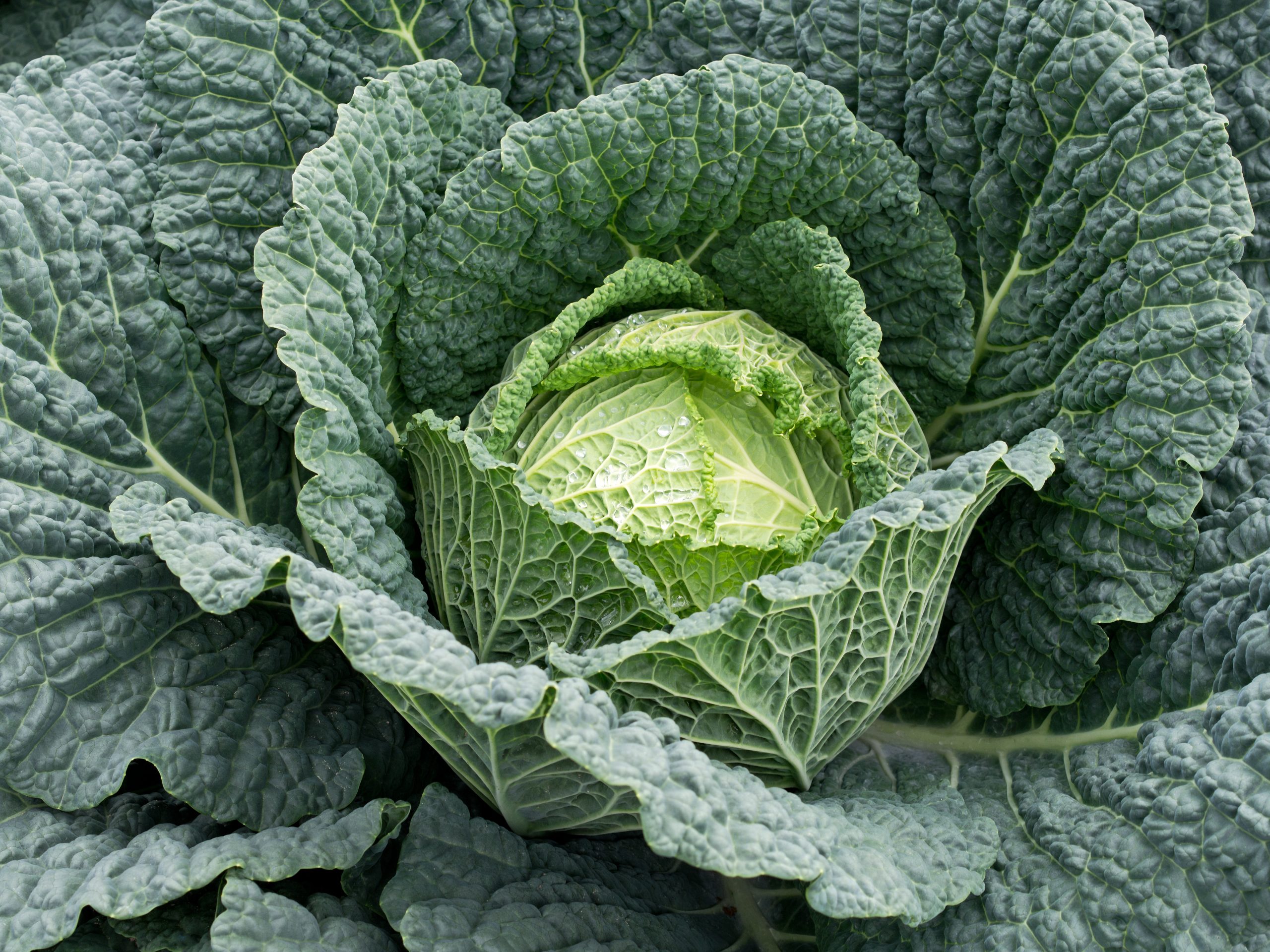 Pak Choi: Jetzt Saison? | Swissmilk | Swissmilk