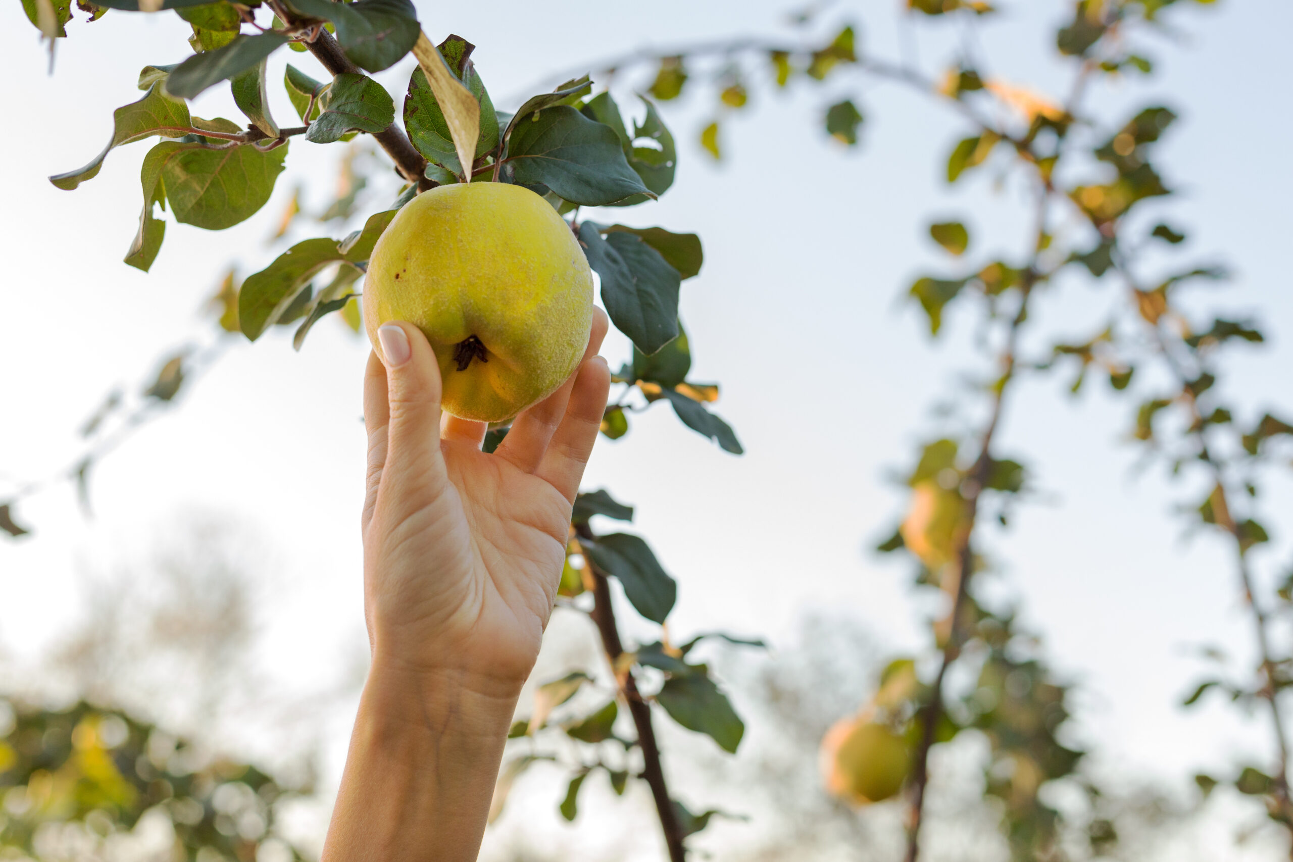 Grenadine - Rezept | Swissmilk